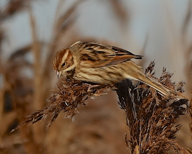 reed bunting